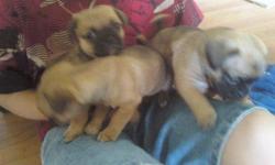 3 Puppies 2 male and 1 female
Males $200
Female $250
Soooo adorable
Will be 8 weeks July 5th