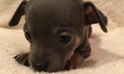 Chihuahua puppies ready for a loving home on July 8, 2016. Please contact me by texts M-F 7:30 am-4:00 pm, phone call is OK after 4 pm on weekdays & anytime on weekends. There is a rehoming fee of $250. Puppies are very healthy and well taken care of.