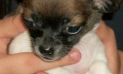 8 weeks old Chihuahua female puppy is looking for a good home of her own for christmas.
call ask for Debbie 561-274-1053