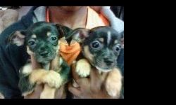 We have two male Chihuahua puppies they have had their first shots and been dewormed at 4 weeks and again at 8 weeks they are 14 weeks old they are going out to used the bathroom and will used puppy pads love to be outside get along with other pets and