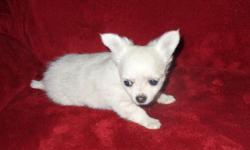 Chihuahua Short Coat Male Puppies, Prices: 2 Males $175.00 ea. purebred. CKC Parents on premises. Location: Comanche, TX. Please e-mail if interested & want more information. you can call: 561-274-1053, but my hearing is bad, may not be able to hear good.