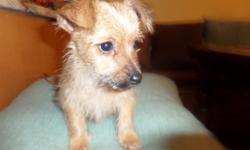 MALE CHIHUAHUA YORKIE up to date on all shots, de-wormed, 2 yr. health guarantee.&nbsp; Great with kids and other animals. Located 5 minutes north of Great America in Wadswort, IL&nbsp; Puppies can also be seen in Vernon Hills, Il&nbsp; --