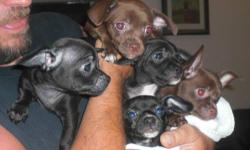 Chihuahuas 10 weeks old, black and chocolate with small cute random white spots on their chest & paws. Mommy & Daddy and are here to see future size & characteristics. They have had their shots. These puppies love to be loved. Just big enough to hug, but