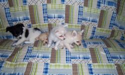 B/W female $250, 3 fawn males $350, all long hair, 8 weeks old, wt 1.5 lbs, first shots. Call -- or rossi.raymond@yahoo.com
