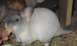 I have&nbsp; chinchillas of various ages and colors for sale. I have been a long time breeder and need to downsize now. I have singles and pairs&nbsp; available ranging from $50- $150. My chins are very healthy and are played with and loved on since the
