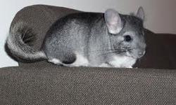 Looking for a great pet? Chinchillas are beautiful creatures, fun to watch, and their fur is oh so soft to the touch! A variety of colors are available and prices start at $75. No need to travel all the way to the big city when you can buy right here in