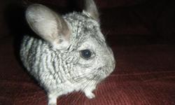 I have a male chinchilla thats 1 and ahalf yrs. old and the female is 2 yrs. old. They are a proven breeding pair. They will come with dust bath,bath house,hide house,rasins (they love them for treats) I just don't have the time to spend with them and