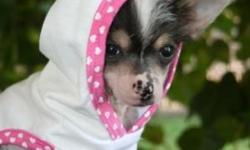 I have 2 female Chinese Crested puppies ready to go now. One is hairless the other is powder puff. I also have a litter that will be ready to go in about 5 weeks, a deposit will hold the puppy of your choice. Shots are up to date, worming done and started