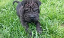 Shar Pei puppies raised in a loving home with children. Parents have great personalities and still hold a ton of wrinkles even as adults. They will be ready right before Christmas and have their first shots and will be dewormed. Eye tacking will be done