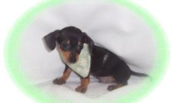This baby boy is delightful! He is a happy boy-his tail never stops wagging. He is a Dachshund and Chihuahua mix. If you want a baby to spoil-this sweetheart is the one! He is micro chipped. He comes with his first series of shots, wormings and a Vet
