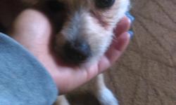 I have a chuwawa and Yorkie mixed (Chorkie) she is 1 year old and her name is angle she loves kids and we are moving and cannot have pets...she is amazing I will be picky...my name is Linda253_576_3569