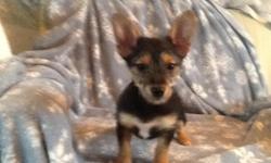 2 female chorkie (Chihuahua, Yorkshire terrier)&nbsp;puppies. Born 11-7-14. First shot and wormed. Call 715-654-5039
&nbsp;