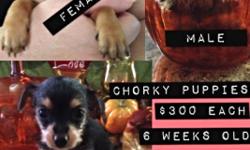 The puppies are 8 weeks old.
We have male & female availible.
They vary in color from black with brown markings to solid tan.&nbsp;
&nbsp;
Learning more about Chorkys
The Chorkie is a cross between the Chihuahua and the Yorkshire Terrier. You can expect