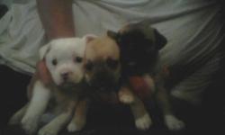 I have 3 female Chug puppies. adorable. Asking $200 per pup. 6 weeks old and ready to go now. If interested call 513-351-6255.