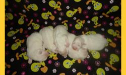 CKC registered American Eskimo puppies, standard size. 4 females @ $450 each. They will come with all shots already and dewormed (only will need the rabies shot) and one year health guarantee. Raised in a clean loving environment with children. They will