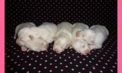 CKC registered American Eskimo puppies, standard size. Four females and one male. They will come with all shots already (only will need the rabies shot), dewormed, and with one year health guarantee. Raised in a clean loving environment with children.