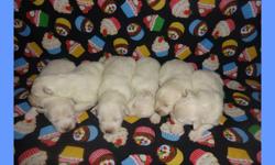 CKC registered American Eskimo puppies, standard size. Three males and three females. They will come with all shots already and dewormed (only will need the rabies shot), and with one year health guarantee.&nbsp;Raised in a clean loving environment with