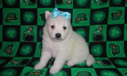 Only 2 CKC registered female American Eskimo puppies available from this litter, standard size. They will come with all shots already and dewormed (only will need the rabies shot), and with one year health guarantee. Good with kids, friendly and playful.