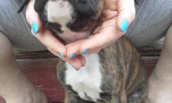 We have 8 Beautiful&nbsp;CKC boxer puppies ready to go to their loving homes. We have 5 males and 3 females.They have had their dew claws done and their tails docked.Each puppy will come with their health certificate, CKC papers,an the first month of