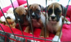 Beautiful Boxer, classic pups 3 male, 3 female, some flash..
potty trained, great temperment, Highly intelligent.
current on vacc. for age and size..
born 5/10/16
&nbsp;