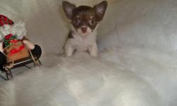 Absolutely adorable Chihuahua puppies. Long coat and shots up to date. They are adorable and raised in the home. We have 2 girls and one boy. The girls are white and black and the other one is chocolate and cream. The little boy is white and black also.