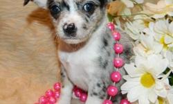 Ckc registered Chihuahua puppies ready now!!! Different colors to choose from, males and females available. They are current on vaccines and deworming. These pups have had hands on since birth. Very social and playful. Would make a wonderful addition to