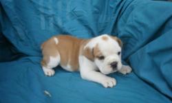 I have 8 beautiful baby bullies, 4 boys and 4 girls that are looking for a new home. They are UTD on shots and wormings and come with a 6 month health guarantee. I am asking a little more for the pup that is tan with a white blaze. They just need someone