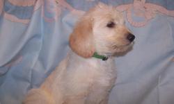 CKC Beautiful and sweet F1 Black and Cream (Yellow) Labradoodle puppies.&nbsp; They will be ready for their new homes on November 28, 2014 and later.&nbsp; There is one female&nbsp;Cream (Yellow), two male Cream (Yellow), three black males and three black