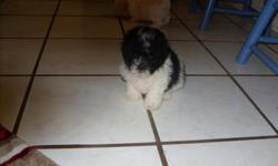 CKC Malti-poo Male Born 4-14-14 has tow shots and dewormed $350.00 for more information call 601-583-6368