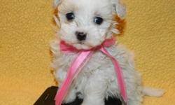 Beautiful Malti-Poo babies ready for there forever homes now!!! Males and females available. Mom is poodle and dad in Maltese pups are registered Ckc. Non-shedding and perfect for people who have allergies. Should be approx 6-8 lbs as adults. Great with
