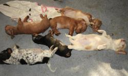 10 WK. old Minature Dachshund puppies for sale. 4 female (3 long haires 1 smooth) 1 smooth hair male. Dapple Piebalds. UTD on all vaccines and wormings. More information can be found at&nbsp;&nbsp;