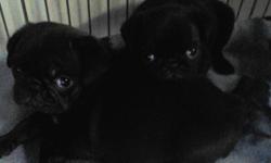 I have one black male pug puppy left he has been vet checked has had first set of shots and been wormed regularly he has been well socialized and is very active and loving, he will come with CKC papers and he is ready for his forever home.