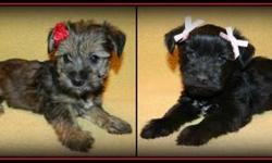 Two female Schnorkie pups ready now! They are 10 weeks old, utd on vaccinations and deworming. Raised underfeet with adults and chidren. Very playful and social and would make a great addition to your family. Potty pad training started. Guaranteed healthy