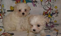 CUTE, FLUFFY WHITE MALTESE POODLE CROSS. FIRST SHOTS AND DEWORMED.
CALL FOR PICTURES 912-293-0607