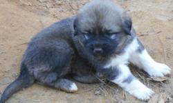CKC Registered Anatolian Shepherd puppies- born 11-18-13 &nbsp;males & females,parents on site,working with goats.
&nbsp;