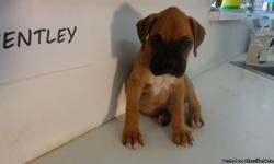 We have beautiful boxer puppies (fawn&nbsp; with black mask).&nbsp; 3 Female and 3 Males, $500 each.&nbsp; 7 weeks old, tails cropped, dewclaws removed, 1st shots and have been dewormed.&nbsp;Each puppy has Vet Health Certificate Letter. &nbsp;Eating