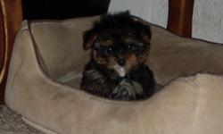 For sale, 2 female yorkie puppies born on 08/20/2010, utd on shots and wormed going to be small, if interested call 618-372-4877