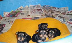 I have 4 very small girls for sale. Born 11/6/12. And ready for thier new homes&nbsp;now. Tails docked, dew claws removed, Vet checked, 1st shots and worming done.&nbsp; Mom 6-7 lbs, Dad 4-lbs. Both are on site. Home rasied, with lots of love. For more