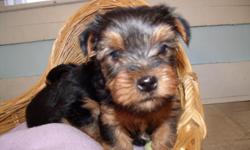 CkC Yorkie Puppies, 1 female, 3 males. Perfect Valentines Day Gift !!