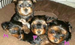 Start new year off right with one these Ckc Yorkshire terriers chart about6 pds in Lancaster ky belongs to a good friend they are her pups ,will be available dec31 UTD on all shots ECt, accepting walmartgram,PayPal,personal check, or money orders ,must