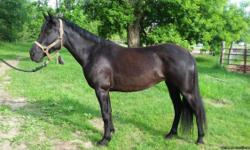 Shamrock&nbsp;
Classy True Black Quarter Pony
13.2 h and approx 6 yrs old
This black beauty is coming off of 30 days of professional training and getting sweeter every day!&nbsp; Walk, trot, canter, backs and has a good whoa.&nbsp; Healthy and sound. UTD
