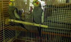 2 Cockatiels need good homes&nbsp;w/cage.&nbsp;$175.00 or b/o
