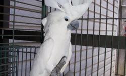 Levi is an 8 yr.old umbrella cockatoo.He is very loving.he like to cuddle.He is good with other animals.He is hand raised.Loves attention and likes to show off.Needs a loving home.