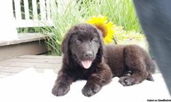 Hi there! My name is Cody, the male Newfoundland AKC! &nbsp;I was born on May 17, 2016.&nbsp;They're asking $750.00 for me! I'll come home with shots and worming to date. I get a long well with other pets and I am family raised. If you are someone who
