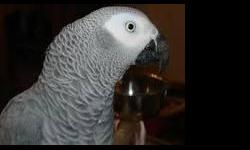 Female African grey parrot for adoption, she will come with cage and accessories, she talks, has a good vocabulary, prefers women but very social