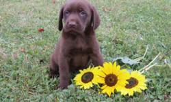 Hallo! I'm Conner, the enchanting chocolate AKC Chocolate male Labrador Retriever! I was born on June 12, 2016! &nbsp;I'll come vet checked, with my shots and worming to date. I am very playful, loving, gentle and can not get enough