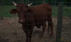 Cows 2 Heifers
1 Bull
1 Goat
All of them 2 years old
Call for more information