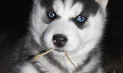 We have 5 beautiful AKC registered Siberian Husky puppies for sale, 2 males and 3 females. Females are black-and-white, white, and silver/black-and-white and the males are white and silver/black-and-white. Puppies were born December 17 and are currently 6