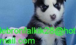 cute and lovely male and female siberian husky puppies for sale