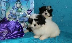 Two cute male puppies. Full blooded parents. 15 weeks. Will be around 10 pounds&nbsp;full grown. Puppies are non-shedding, hypo-allergenic and VERY SOFT. Black and white, with one being all white on his body. So very soft.
***Current on shots, wormed,